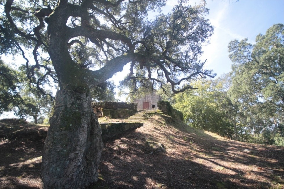 El catálogo gallego de árboles singulares asciende a 179 con la  incorporación de una formación de alcornoques de O Rosal