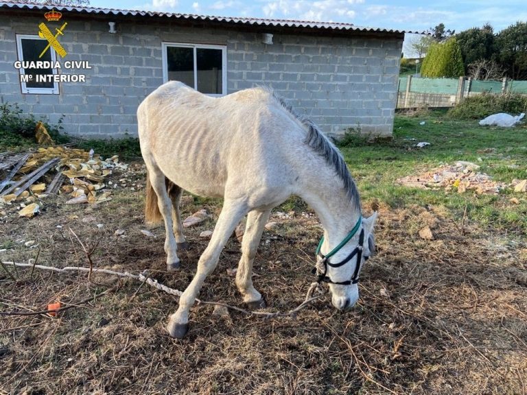 Investigados un vecino de Cerceda y otro de A Coruña por un delito de maltrato animal debido a un caballo desnutrido