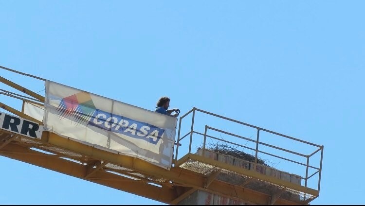 Ecologistas piden a la Xunta que proteja a una pareja de cigüeñas que tiene su nido en una grúa de Ourense