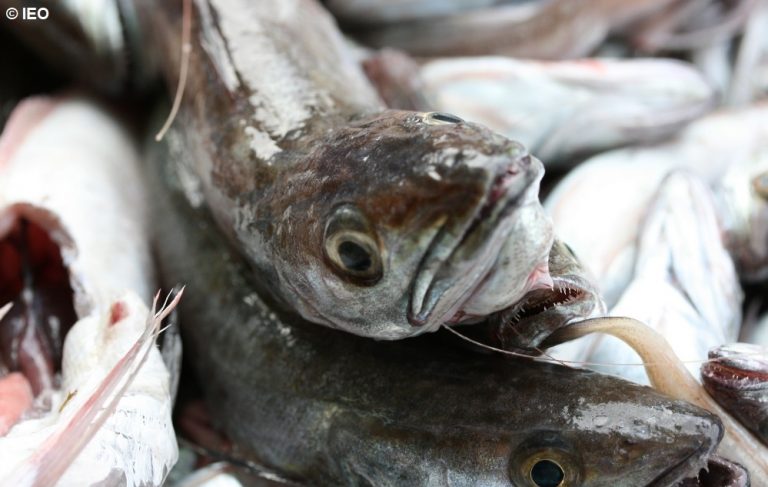 El Instituto Español de Oceanografía crea una herramienta de predicción de la eficiencia económica pesquera