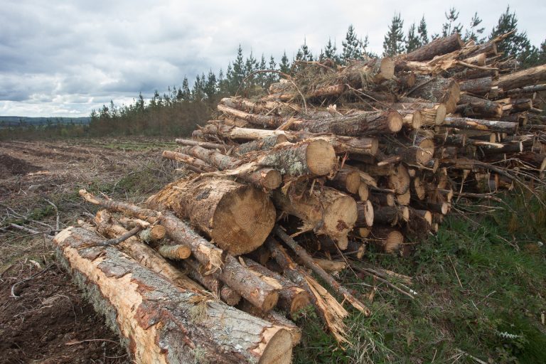 Repuntan las talas de pinos para sustituir por eucaliptos, que escasean en viveros antes de la moratoria