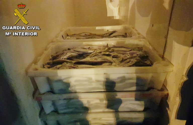 Intervenidos más de 120 kilos de merluza de pequeño tamaño ocultos en una furgoneta en Bueu (Pontevedra)