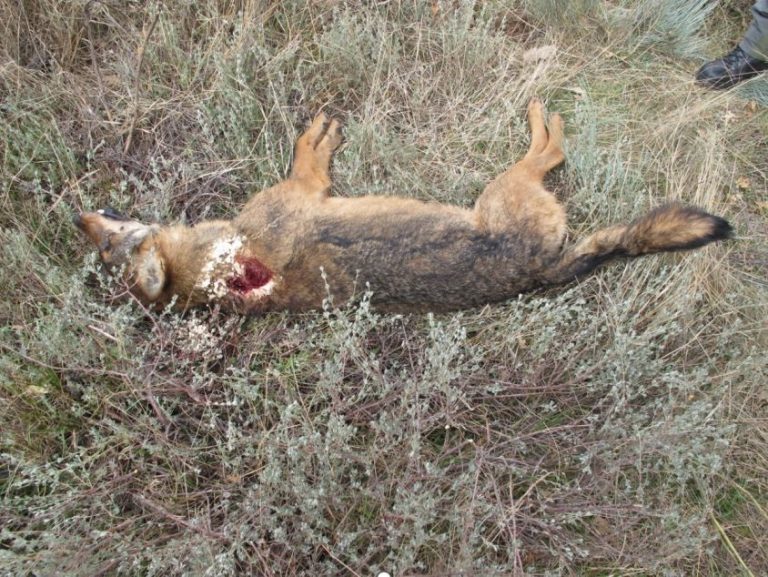 Investigado un sexagenario por furtivismo tras matar varios ejemplares en A Veiga (Ourense), entre ellos un lobo ibérico