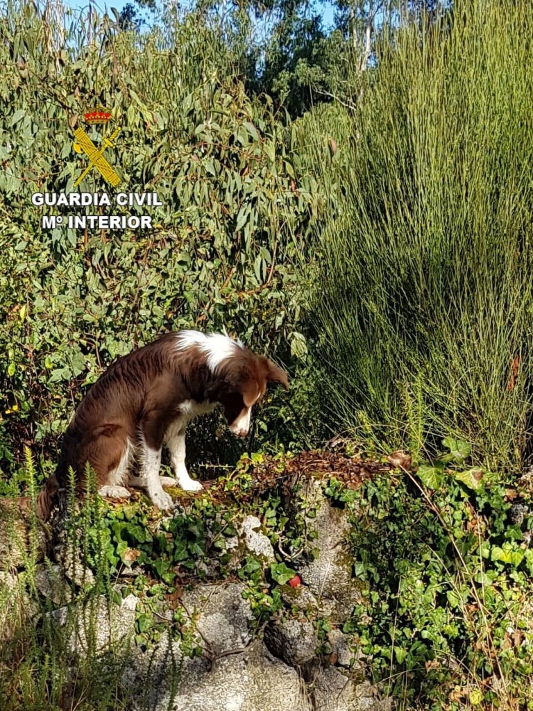 La Guardia Civil incorpora una perra detectora de cebos envenenados al Grupo Cinológico de la Zona de Galicia