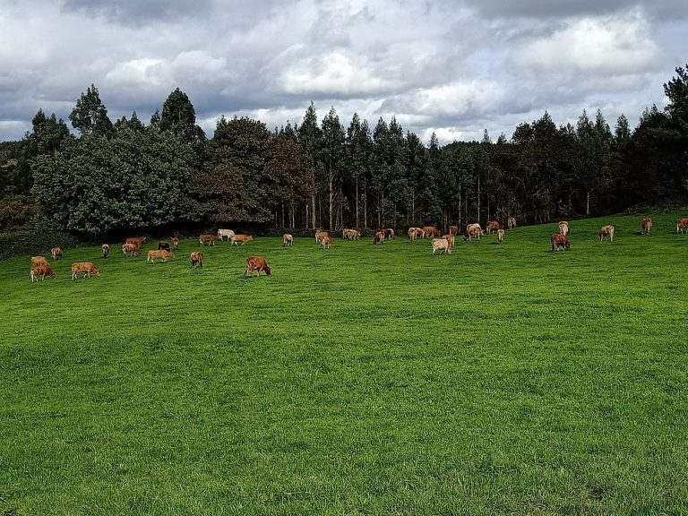 Promotores eólicos exploran la instalación de 8.000 megavatios en Galicia, pero calculan que saldrá adelante el 25%