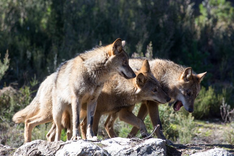 La caza del lobo quedará prohibida en toda España antes del 25 de septiembre
