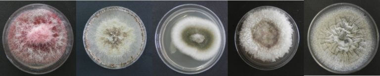 Una investigación del CSIC revela que hongos de las berzas tienen un efecto positivo en su cultivo