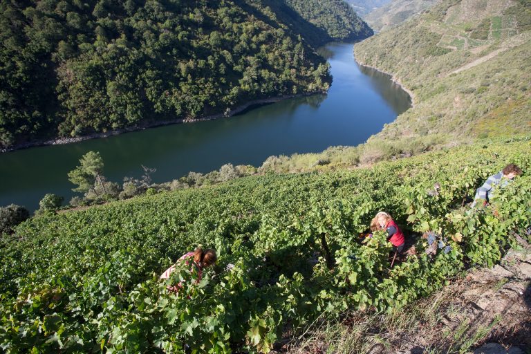 Arrancan las obras de señalización de las Rutas do Viño de la Ribeira Sacra, Monterrei y Valdeorras