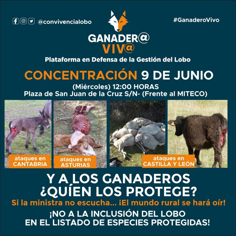 La Plataforma ‘Ganader@ Viv@’ anima a concentrarse el miércoles en Madrid contra la protección del lobo
