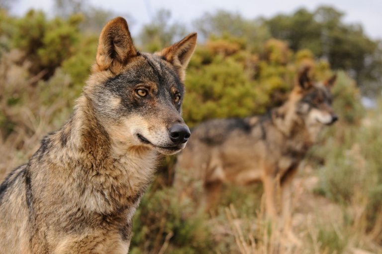 El nororeste de Galicia es la población mundial con mayor densidad de lobos, según un estudio