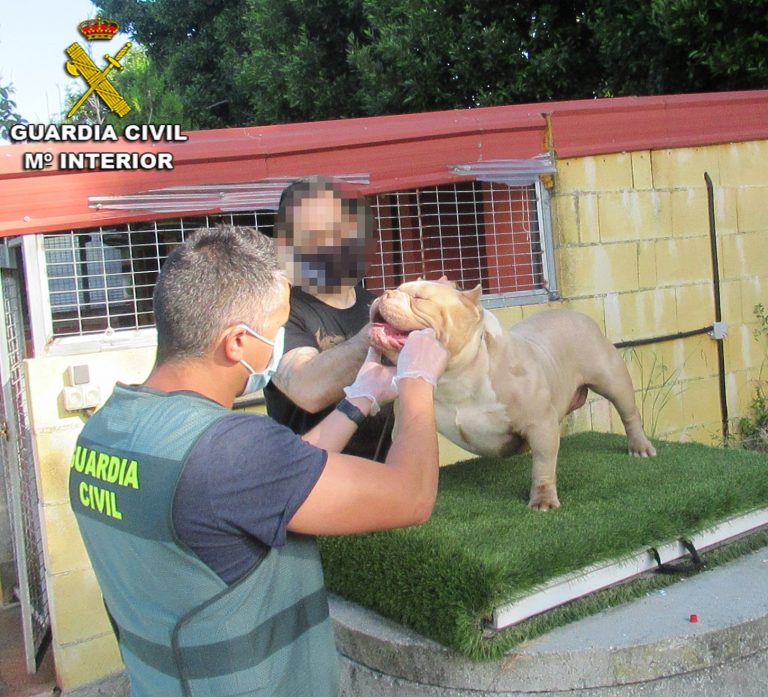 Recuperan en Vigo dos perros robados en Sanxenxo