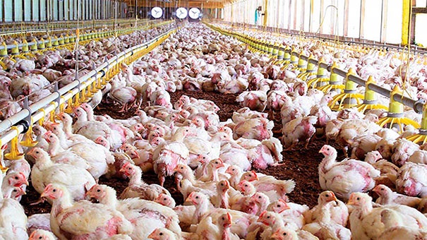 Las granjas de pollos en Galicia sufren un aumento de «hasta un 36%» de la factura de la luz