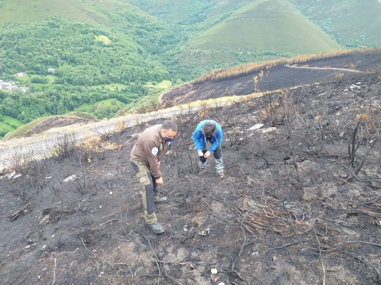 Los técnicos constatan que no hay riesgo de erosión ni escorrentía tras el incendio de Folgoso do Courel