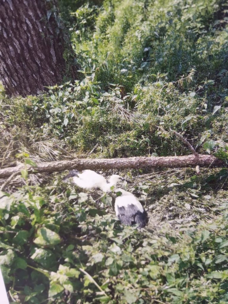 La Policía Local de Lugo recupera dos crías de cigüeña que cayeron de un nido al romperse la rama de un árbol