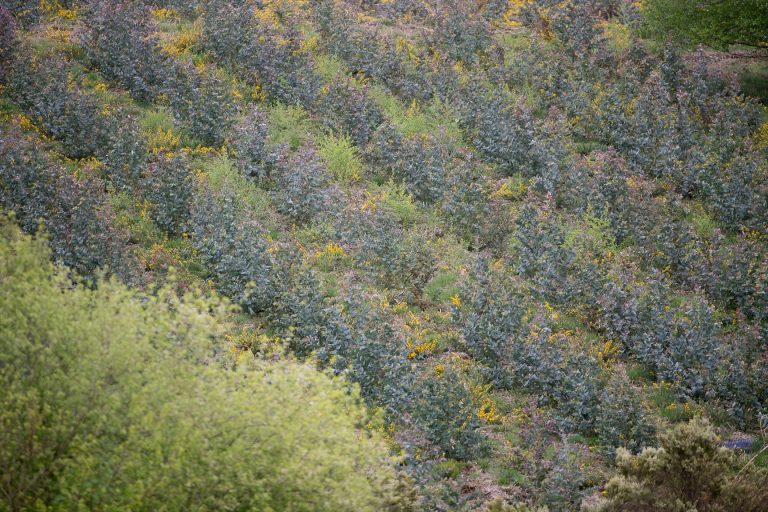 Cae el eucalipto que se aprovechó en Galicia en 2020, aunque aún representa casi el 58% del total de la madera