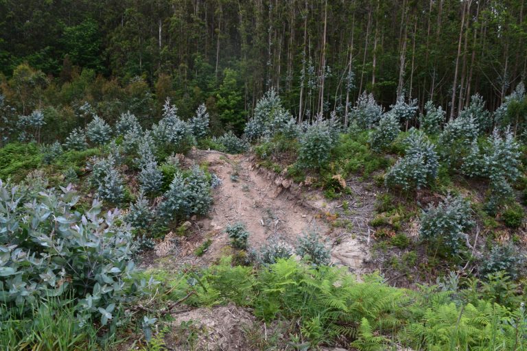 Ecologistas denuncian daños de una plantación de eucaliptos a un castro en Alfoz (Lugo)