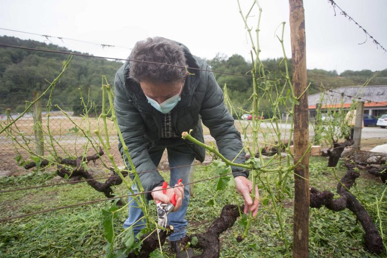 Unións Agrarias cifra en un millón de euros los daños en viñedos de Chantada (Lugo) por el pedrisco