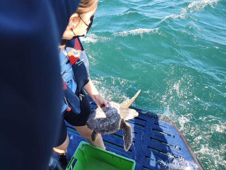 La tortuga marina Nbego, encontrada en abril en Cariño, vuelve al mar tras su recuperación