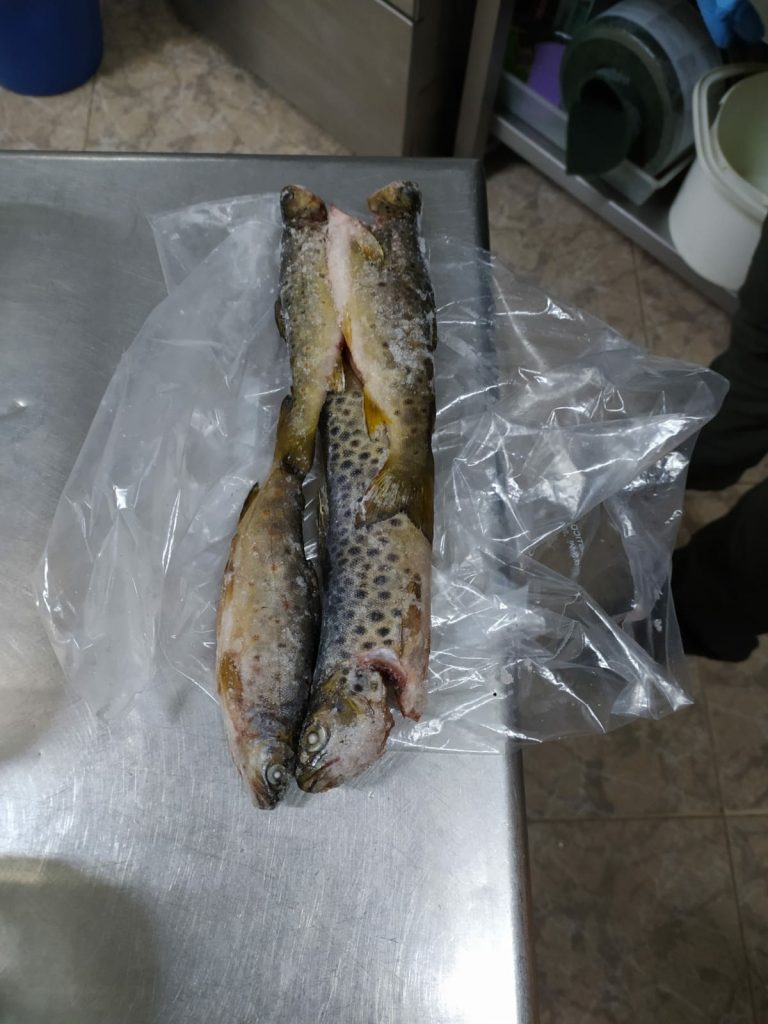 Localizan truchas procedentes de pesca deportiva recreativa en un comercio hostelero de la comarca de Tabeirós