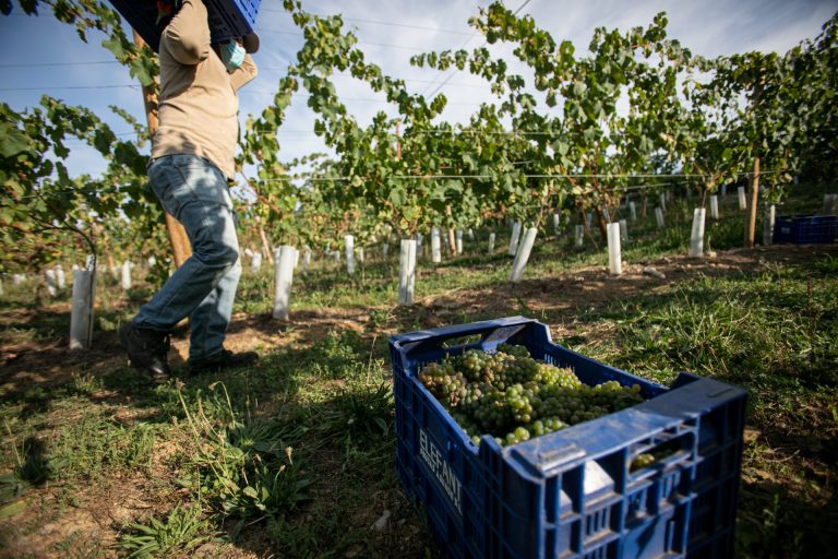 Gobierno y CCAA aprueban distribuir 126,1 millones para programas vitivinícolas para 2022 y 2023