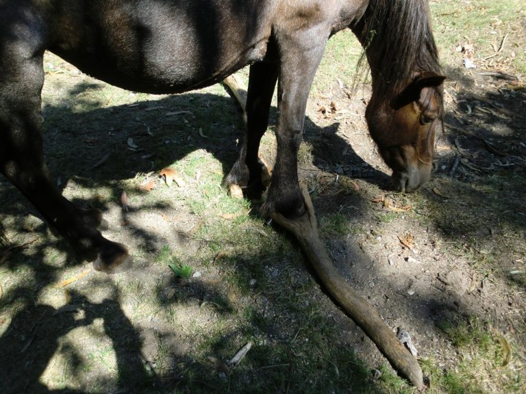Animalistas reúnen más de 168.000 firmas para promulgar una ley contra el maltrato en caballos