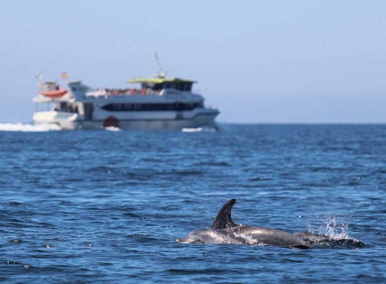 La organización CEMMA denuncia «malas prácticas» con cetáceos por parte de bañistas y navegantes