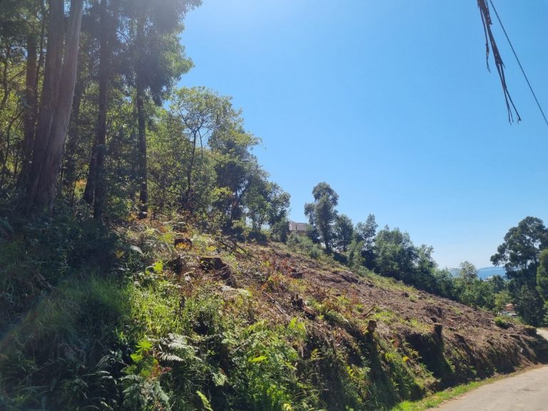 Ecologistas denuncian una tala de árboles en una zona verde de Redondela