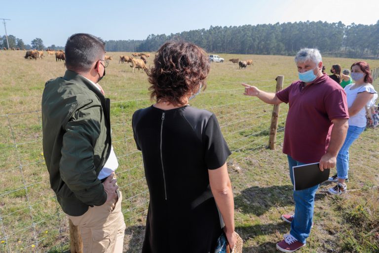 Una comunidad de montes de Tomiño introduce unas 30 vacas vianesas en un proyecto silvopastoril «pionero»