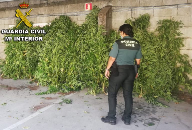 Desmanteladas tres plantaciones de marihuana en los municipios de Mondariz y Salvaterra do Miño