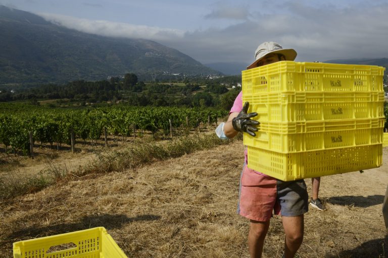 Rural.- Comienza la vendimia en Galicia con la previsión de unacosecha de 70 millones de kilos de uva