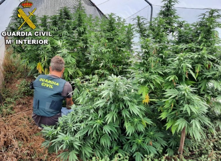 Intervenidas cuatro plantaciones de marihuana en la comarca de O Baixo Miño