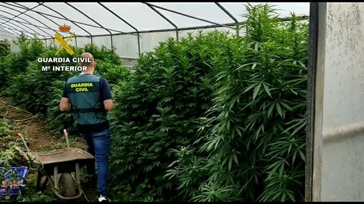 Detenidos dos vecinos de A Pobra do Caramiñal por la plantación de más de 120 kilos de cannabis en un invernadero
