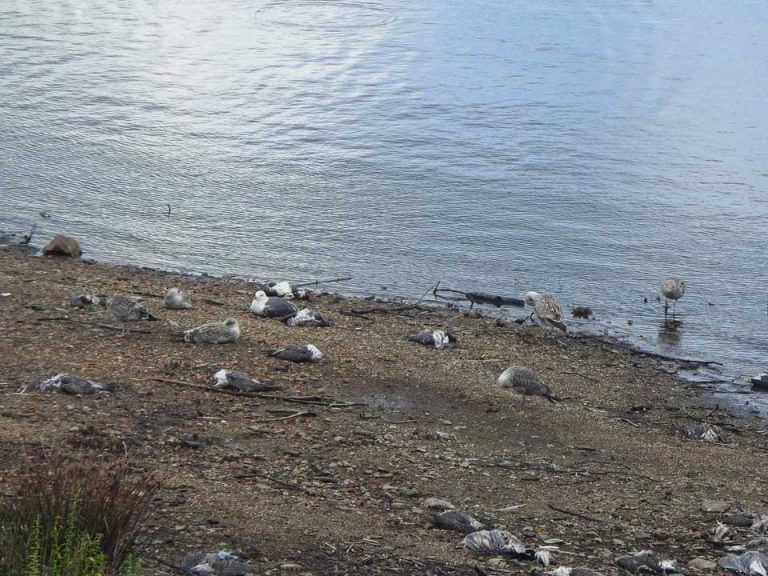 La Xunta prohíbe la pesca en el embalse de Vilagudín, en Ordes, tras el envenenamiento de cientos de aves