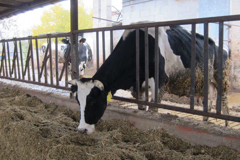 UU.AA. denuncia que las explotaciones de carne lucenses acumulan pérdidas de ingresos de «14 céntimos por kilo»
