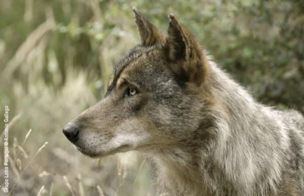 La Federación Rural Galega pide que el control del lobo «no caiga en manos privadas» y proteja a los ganaderos