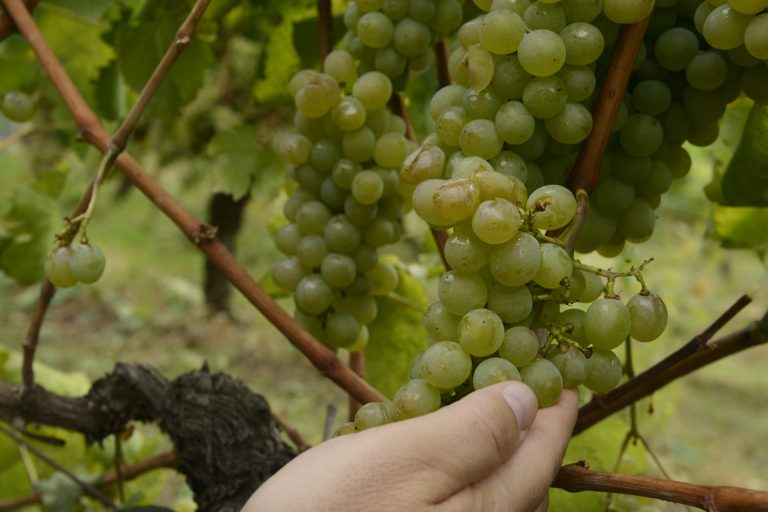 El granizo del Ribeiro provocó la pérdida de 273.000 kilos de uva, cerca del 4% del total de la DO