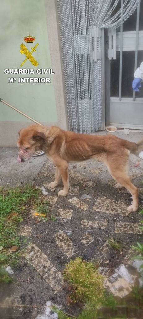 Investigado un vecino de Negreira por maltrato animal por 4 perros en condiciones «higiénico-sanitarias deplorables»
