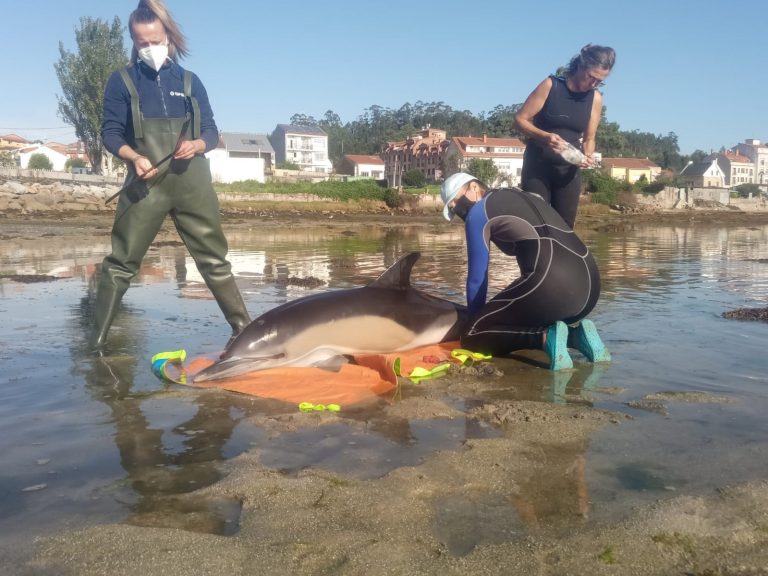 Los delfines que vararon en O Grove el fin de semana se desorientaron  debido al temporal