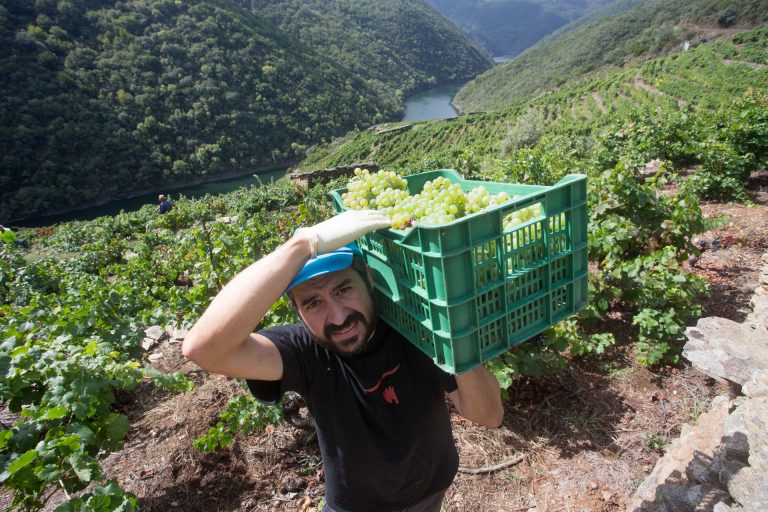 Galicia cierra la vendimia con más de 73 millones de kilos de uva, una de las mejores de su historia