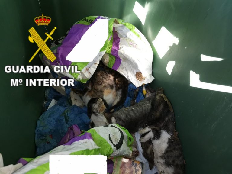 Investigado un vecino de Curtis por la muerte de ocho crías de gato halladas en un contenedor de basura