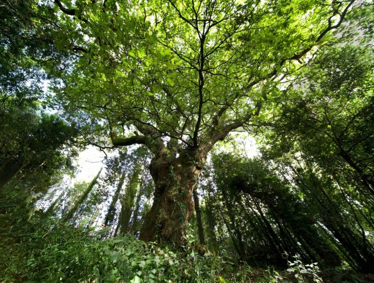 El carballo del bosque del Banquete de Conxo, con más de 250 años, candidato a Árbol Europeo del año 2022