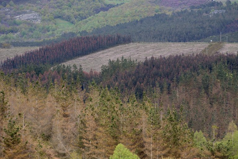 Entra en vigor la revisión del plan forestal que prevé la reducción de un 5% de eucaliptos en 2040