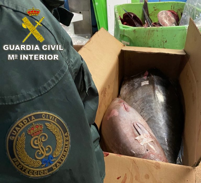 Intervenida media tonelada de atún en el muelle del Berbés en Vigo por carecer de documentación