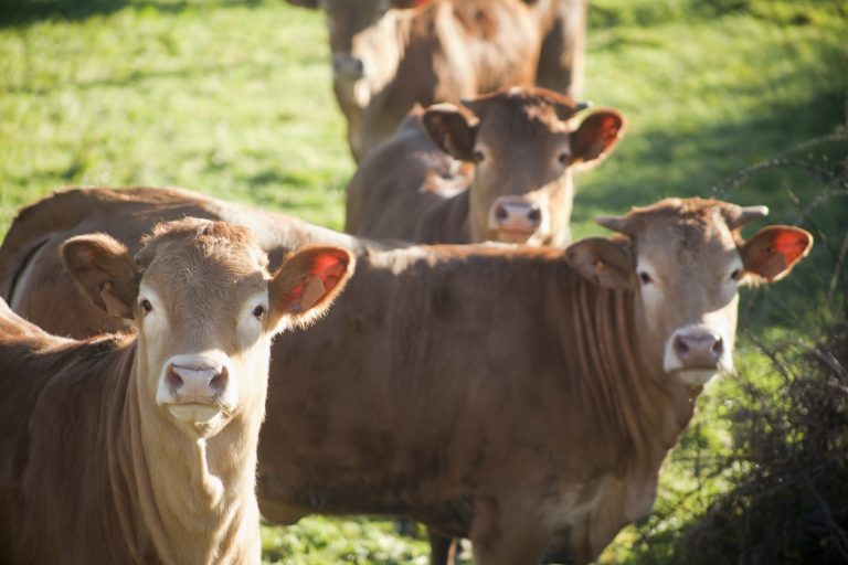 Rural.- Las explotaciones ganaderas deberán tener un plan de bienestar animal, como el que tienen las de aves y porcino