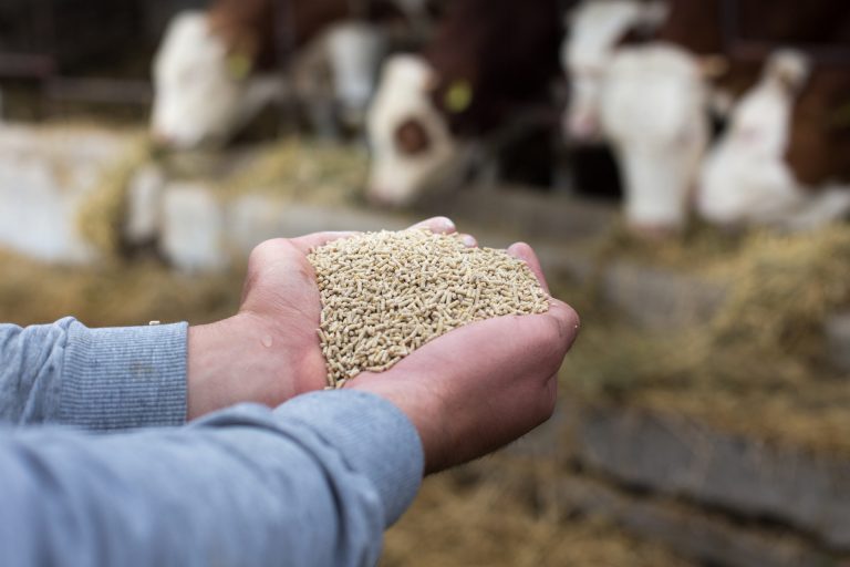 Alertan de los «brutales» costes de producción y del cierre de granjas ante una situación «insostenible»