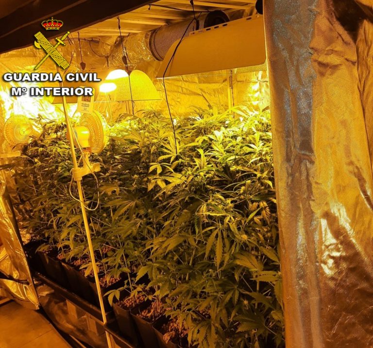 Intervenidas casi 200 plantas de marihuana e investigado el dueño del inmueble donde estaban en A Cañiza