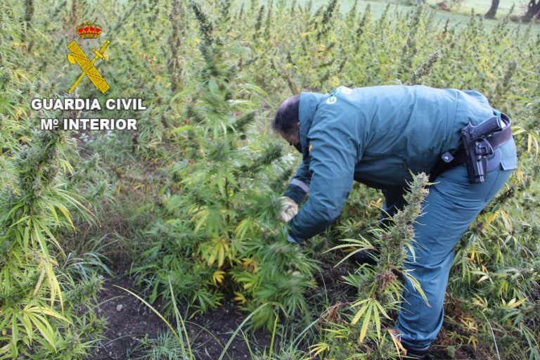 Investigado el titular de una finca de Outes (A Coruña) en la que la Guardia Civil halló 2.500 plantas de marihuana