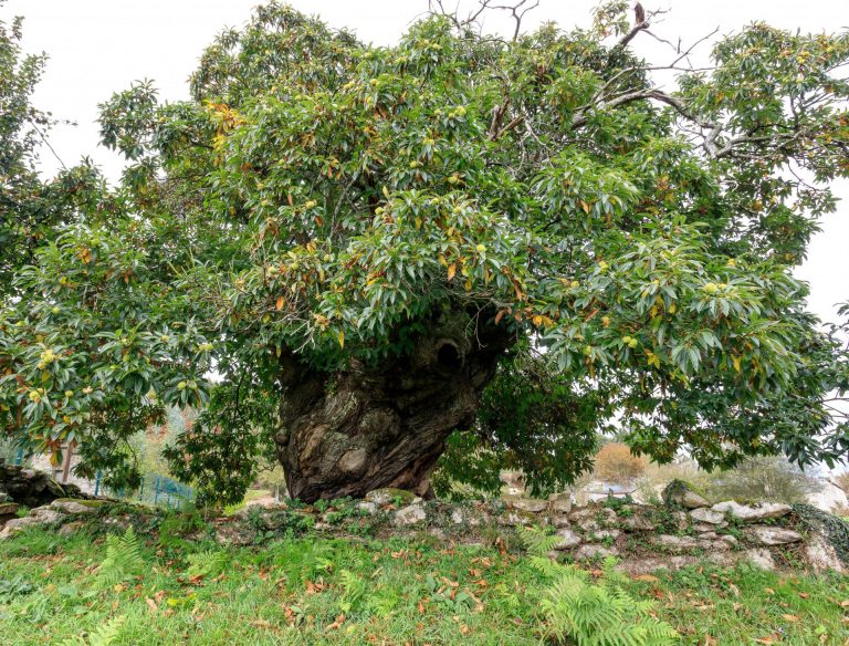 La Xunta incorpora un castaño de Lugo y un alcornoque de Redondela al catálogo de árboles singulares