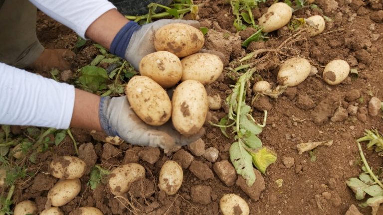 Un total de 16 municipios de las provincias de A Coruña y Lugo quedan libres de la plaga de la patata