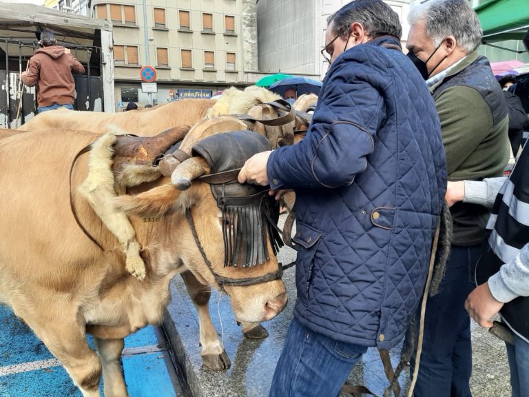 El colectivo ganadero de Lugo ‘Agromuralla’ plantea hacer una «huelga de entregas» de leche a la industria